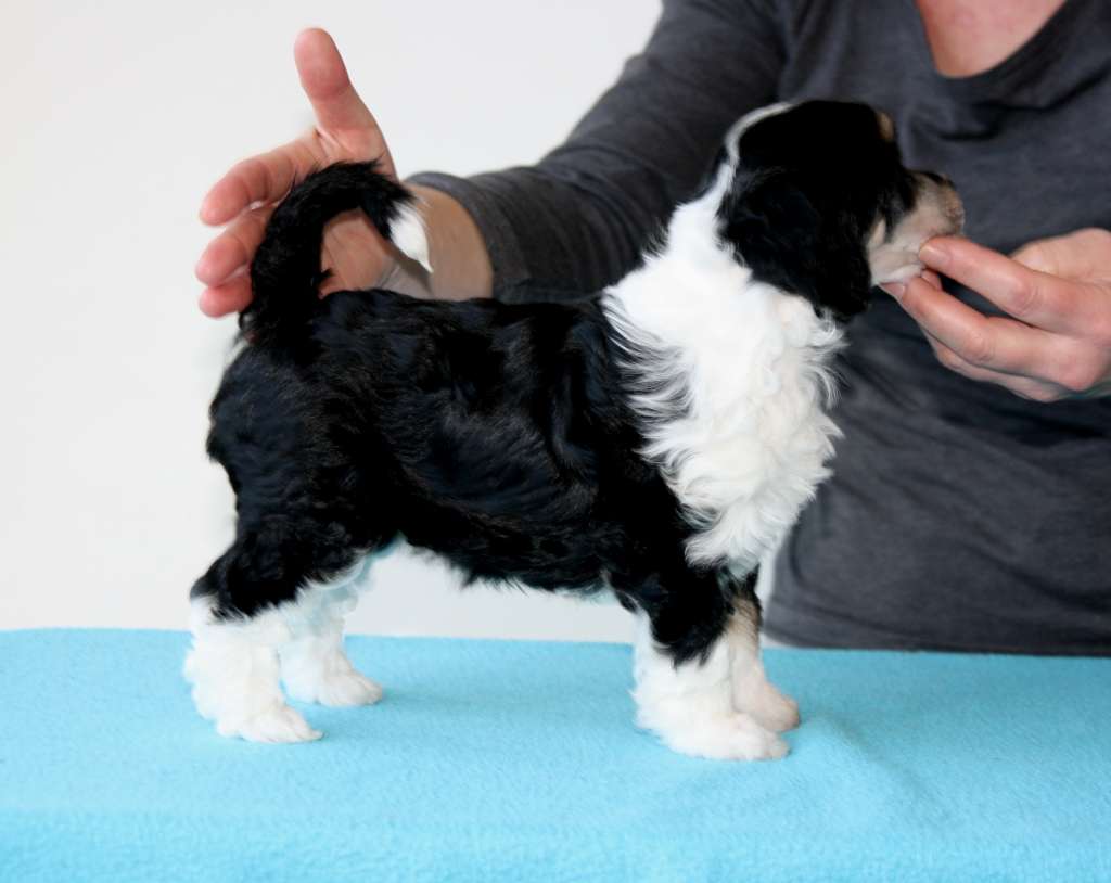 Play It Again of Angel's Legacy