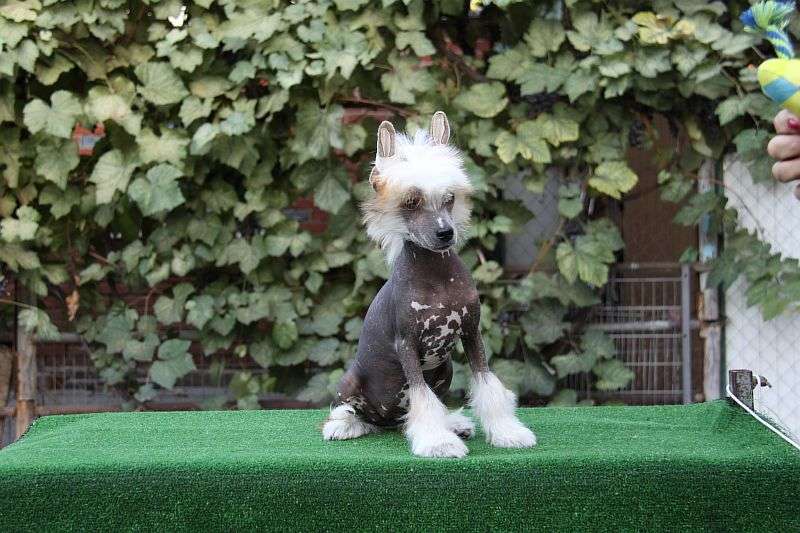 Zheneva-Debjut Lady Gaga