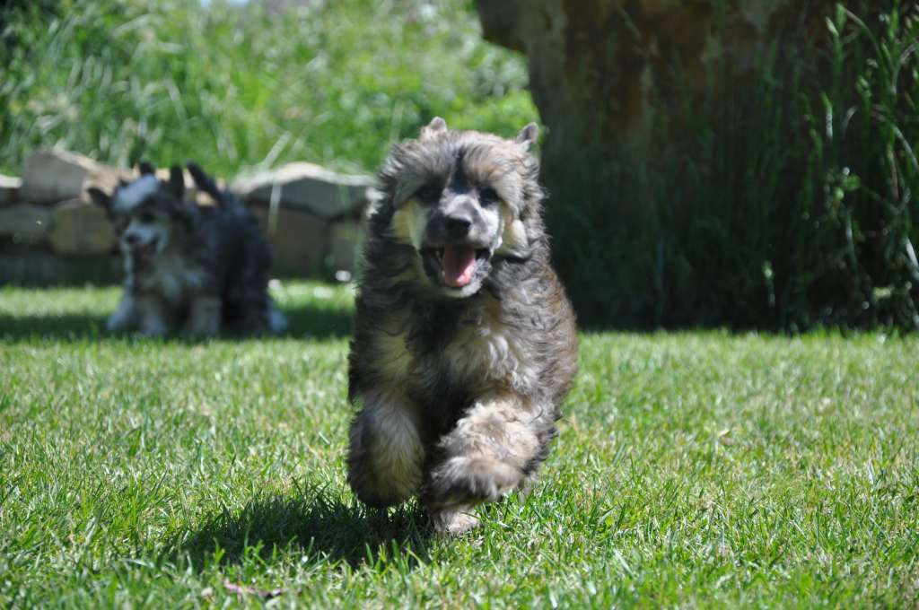 Chameneon Toutou Velu