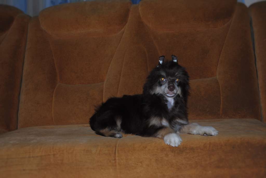 Gaius Julius Caesar Dom Risorto