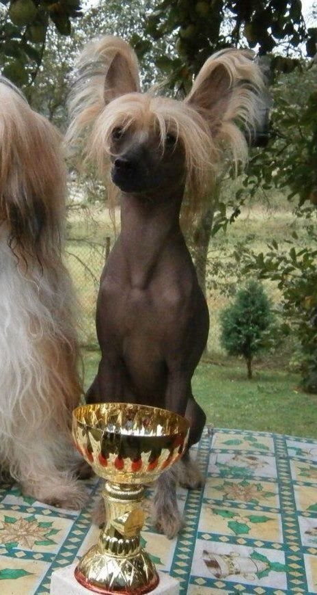 Hawkey  Plysovy pritel