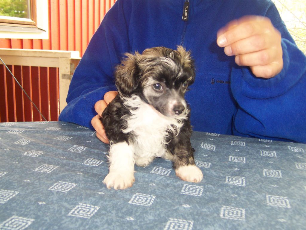 Sea Fire's Ticket To Ride