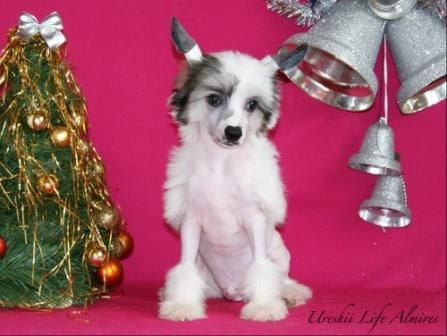 Ureshii Life Almires