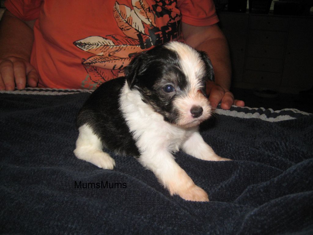 kedveshazi Mums Mums