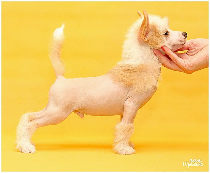 LoveMagic Incredible Luck