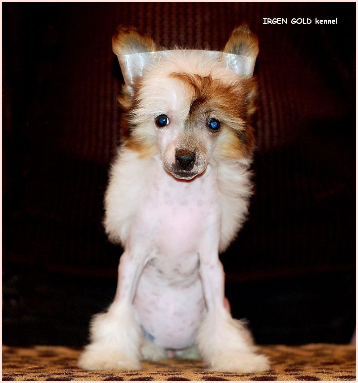 Irgen Gold Cheska Cheslava