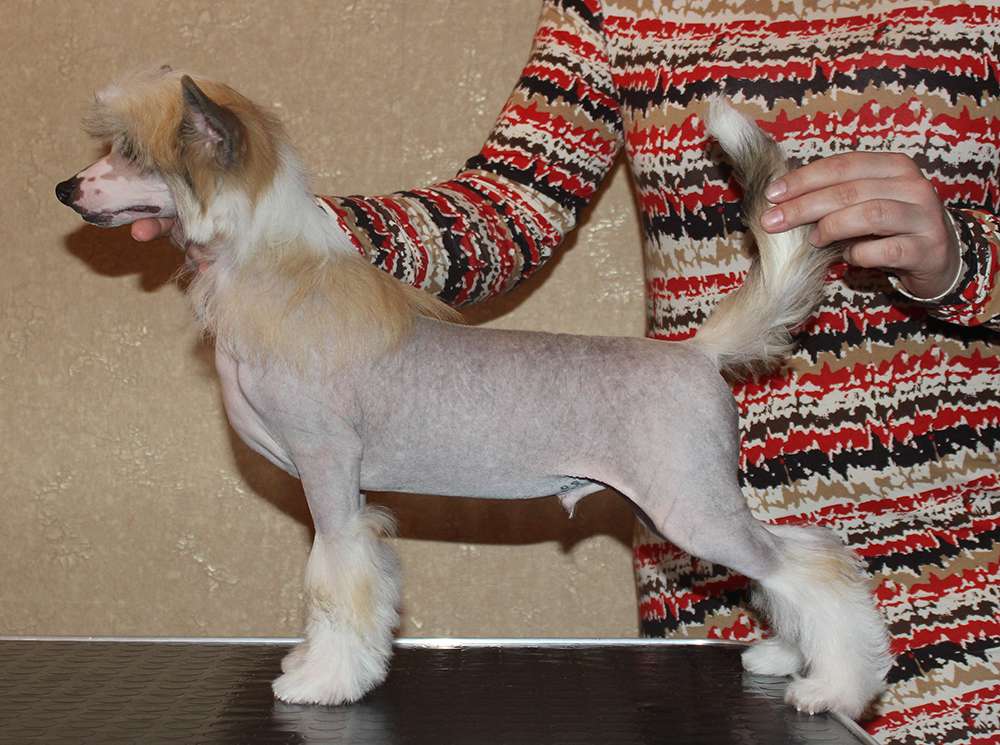 Lorita Star Zhemchuzhnyy Obereg