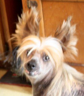 Jonbrecy's Dream Lover