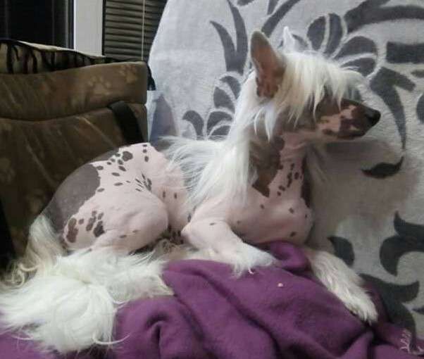 Derry Modrá Laguna Moravia