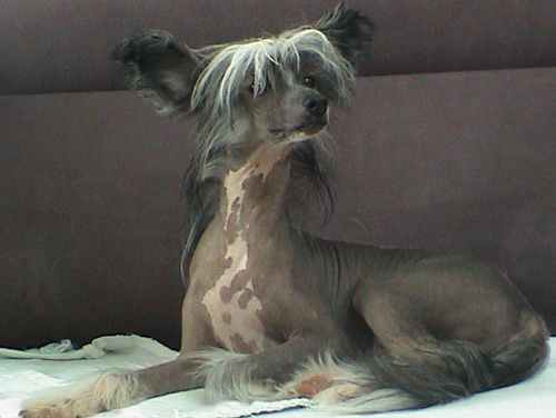 Magic Carpet's Casanova