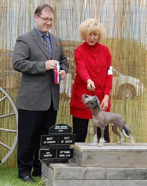 Crestyle Midnight Runner HL