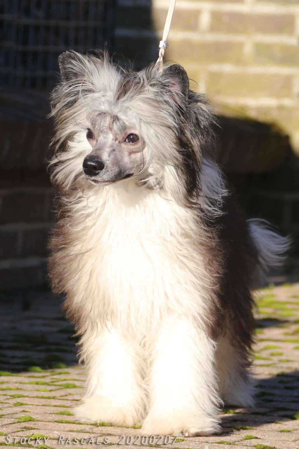 Stocky Rascals Sam's Sexappeal