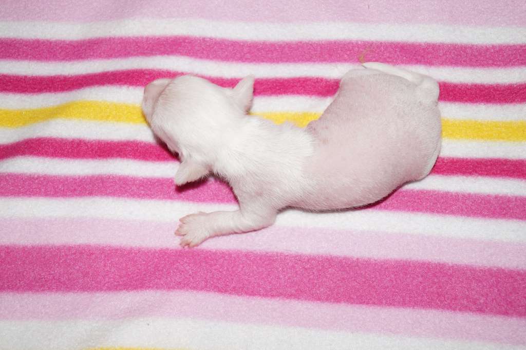 Sun Dan Nenotlav's Patron