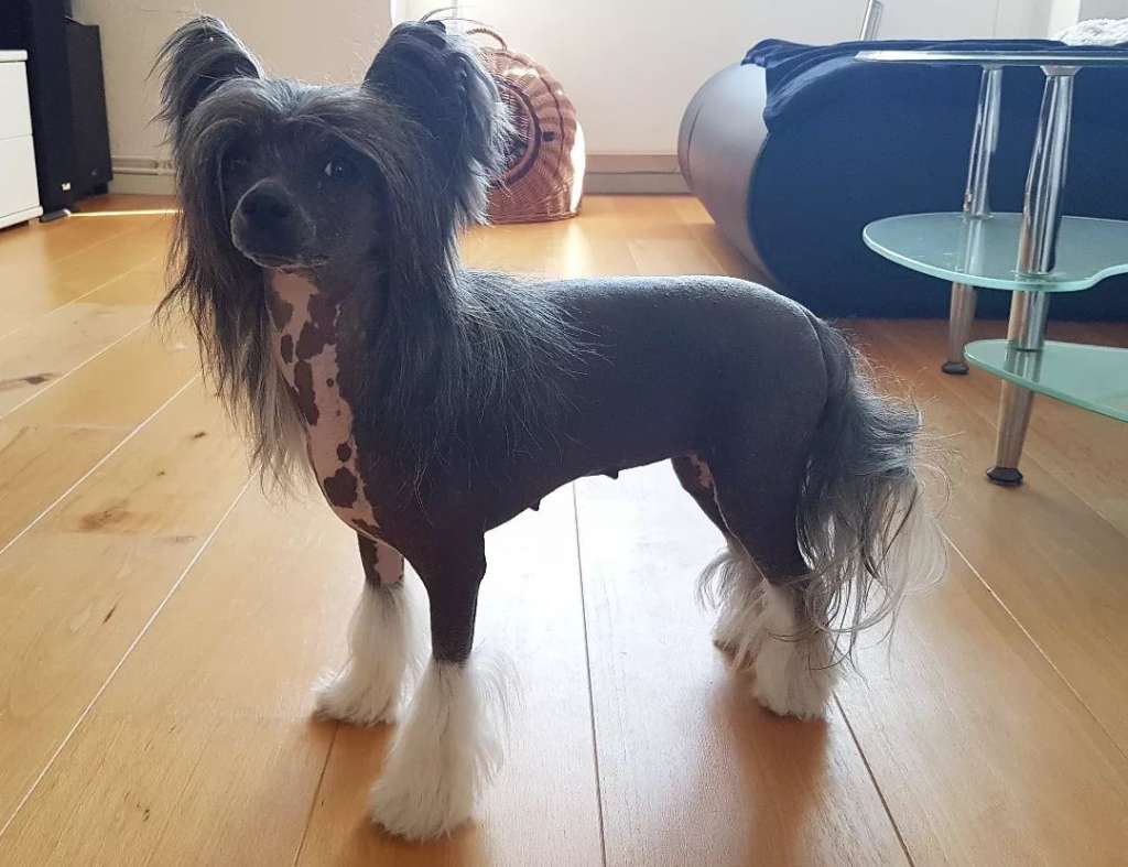 Incredible Sweet Darling of Candymoor Castle