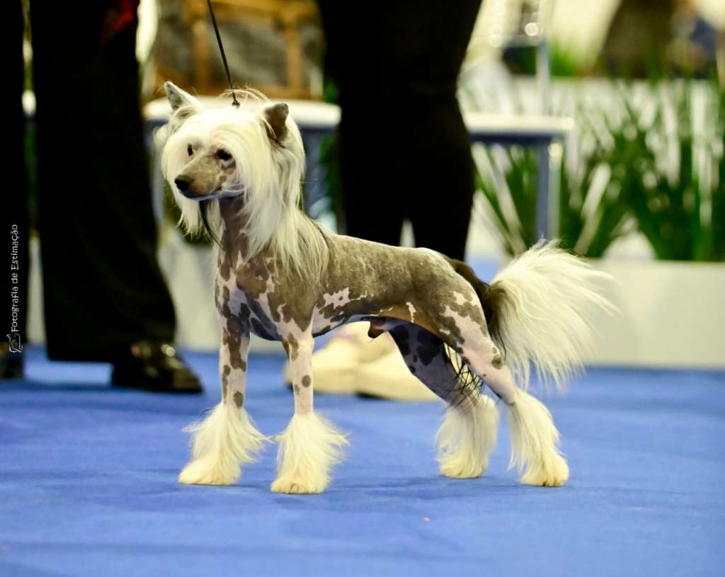 Pequin Mirrage Pampi Pony