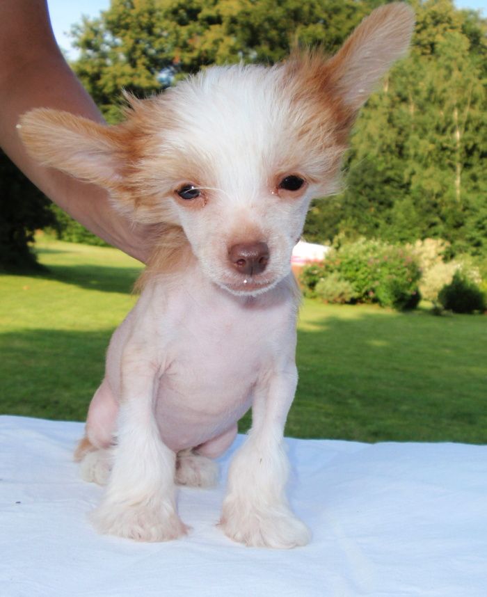 Hip-Hop Heed ze Shetlandu