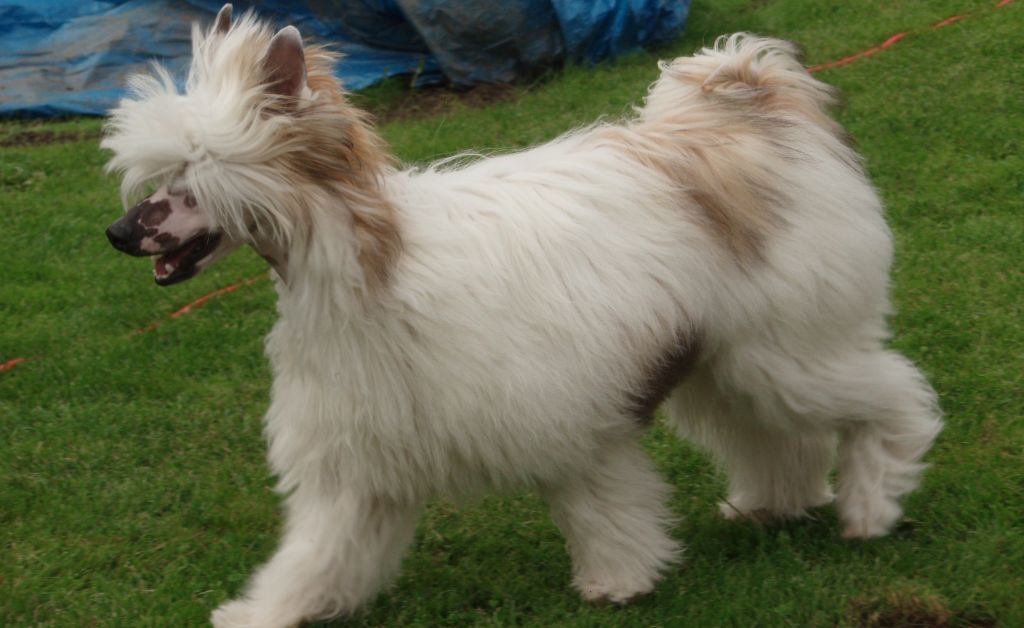 Akito von Dolce Diamante