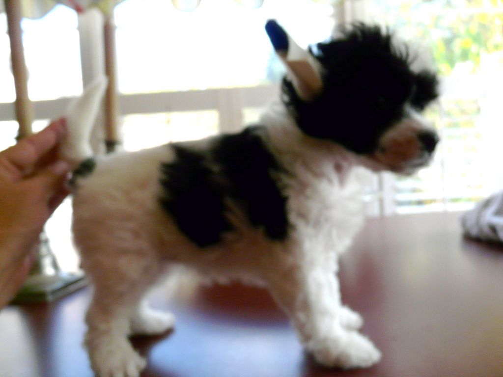 Creekside's California Girl at Six Gems