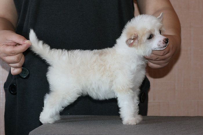 Status Imperial Nota Bene