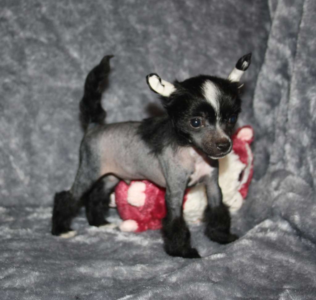 Charuyuschiy Soblazn True Love