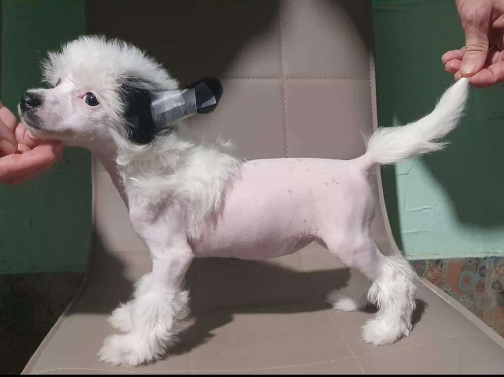 Tenderness Smooch Dneprovskoye Solntse