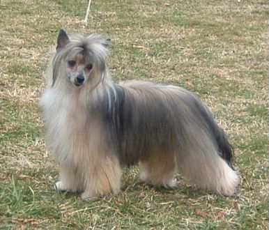 Softail Where Eagles Soar