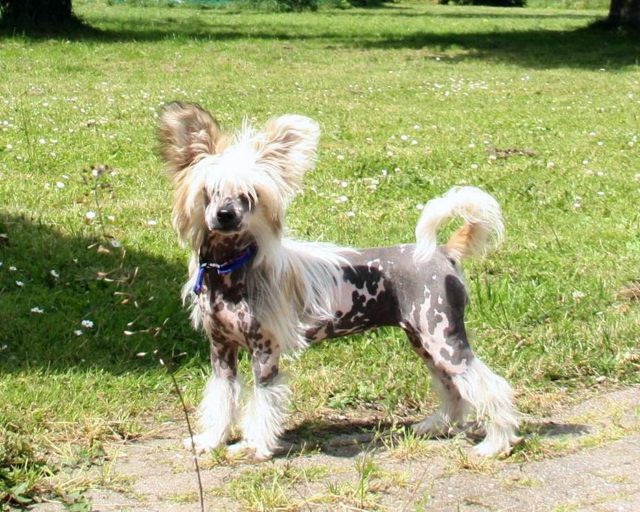 Be My Dog's Poster Pony