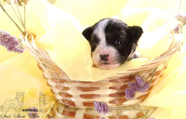 Star Show Bon Ami Morgana