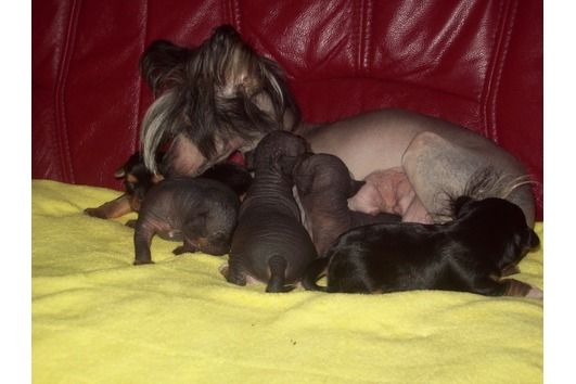 Annabelle Gintaro Magija