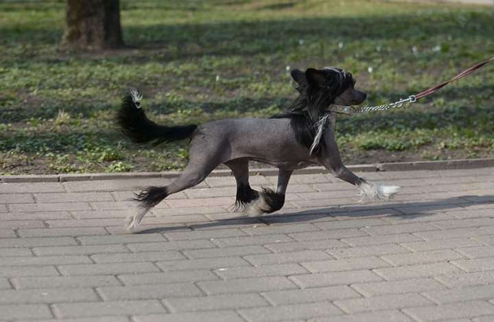 Fiery Fame Sweetheart