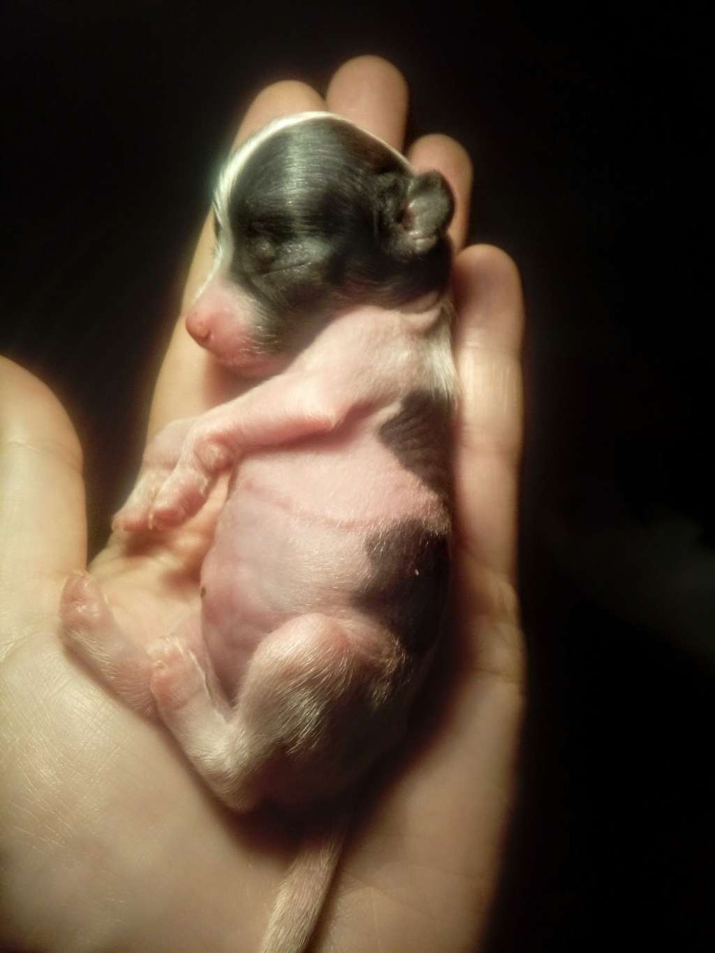 Fiery Fame Raspberry Dream