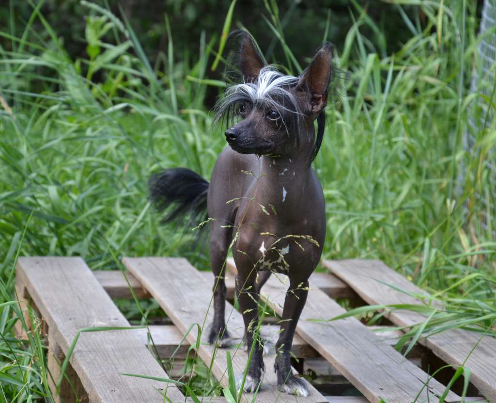 Nefritovyi Budda Tia-Mari