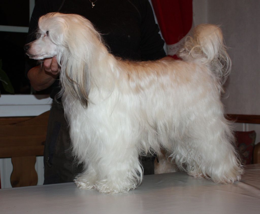 De La Mahafu's BeDe Black in Genica