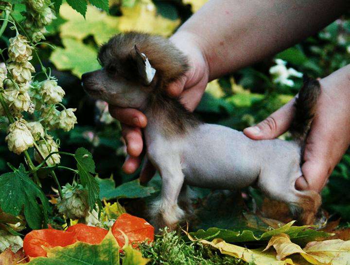 Star Show Bon Ami Girl Dream