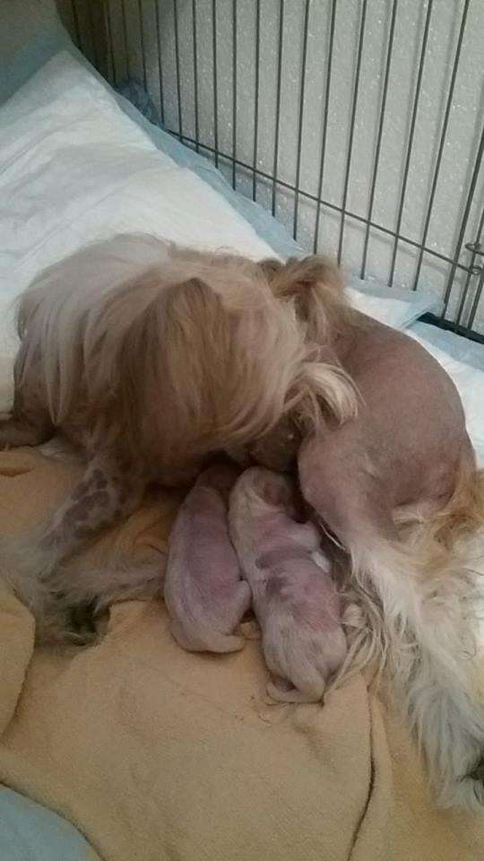 Anna Sky Kennel Mad Money