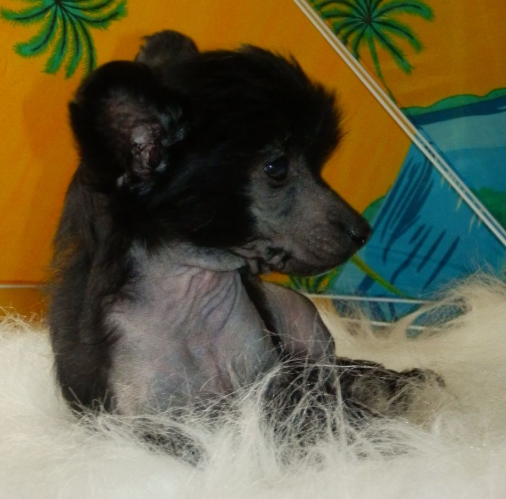 Orero Lovely Gai Germanika