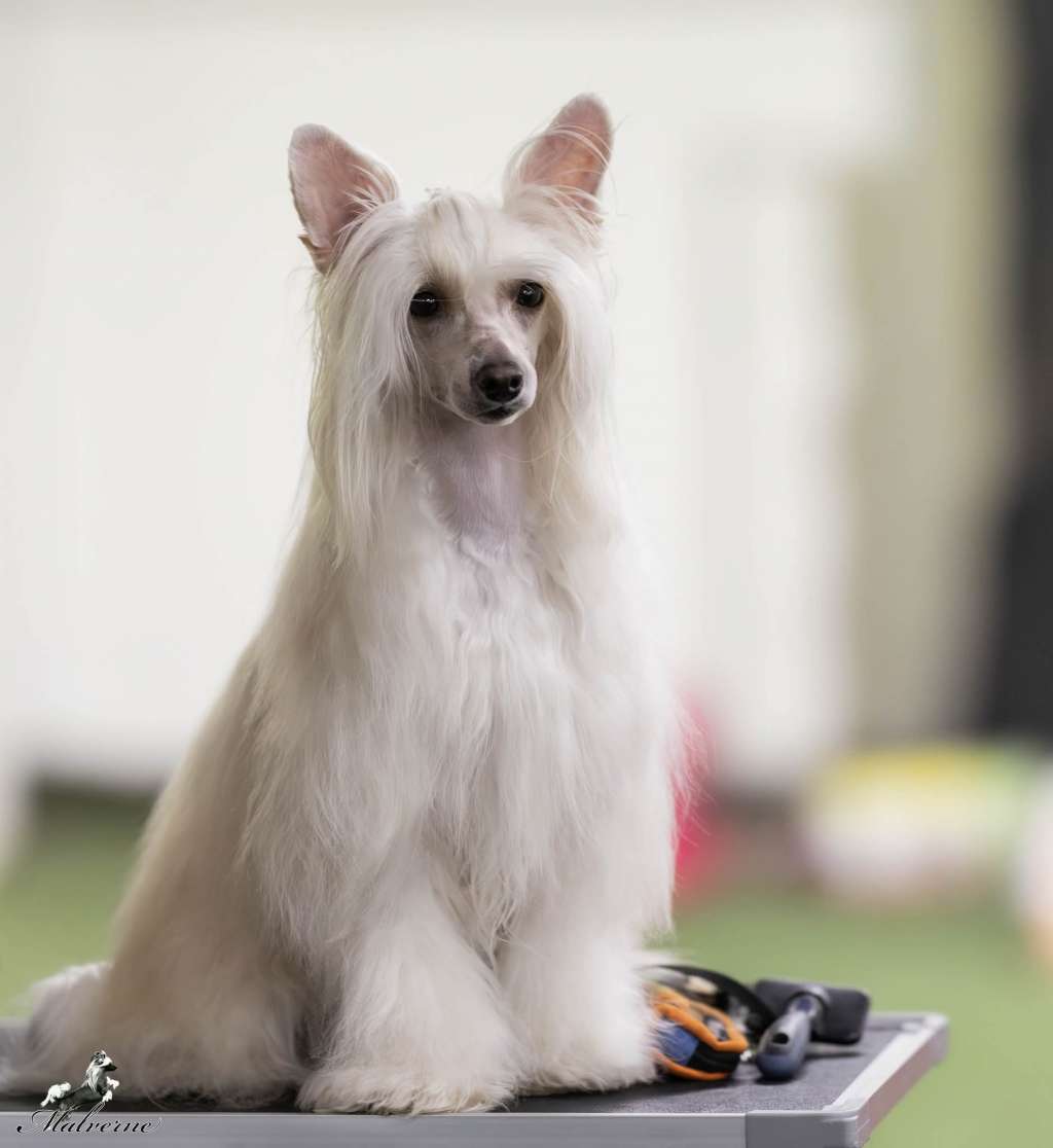 Rebellia Armani Avokaduh