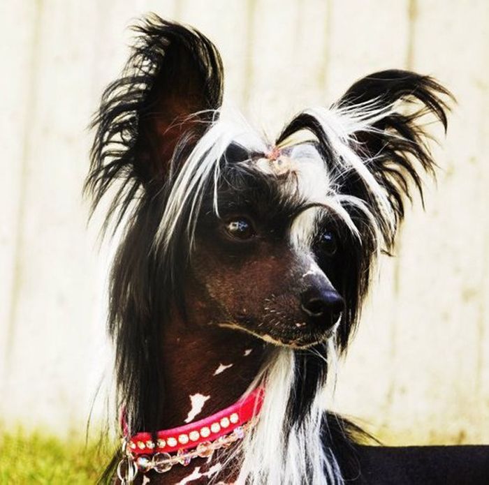 Fairytale Ending Miss Candy