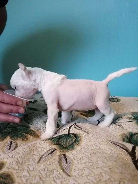 Family Mar's Igora Drajv