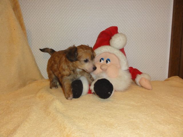 Frendor's Campari Orange