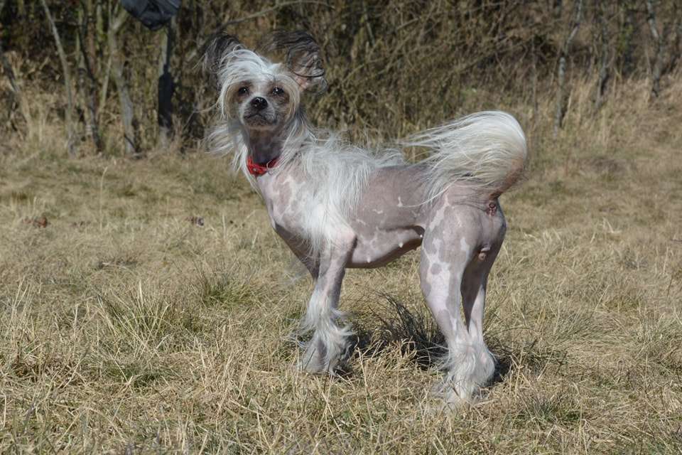 Jayanna MeFi of Purple Rain