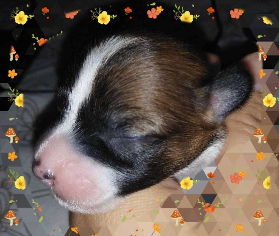 Family Mar'S  Yakhont