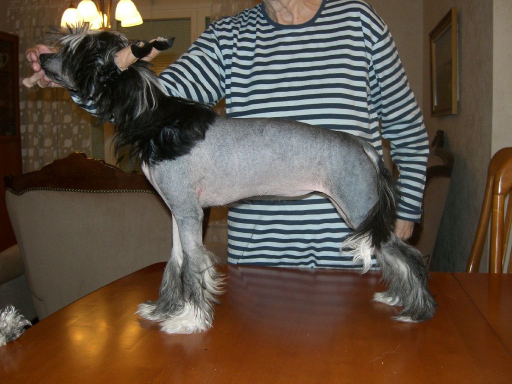 Koirakerman Eteenpäin Etana