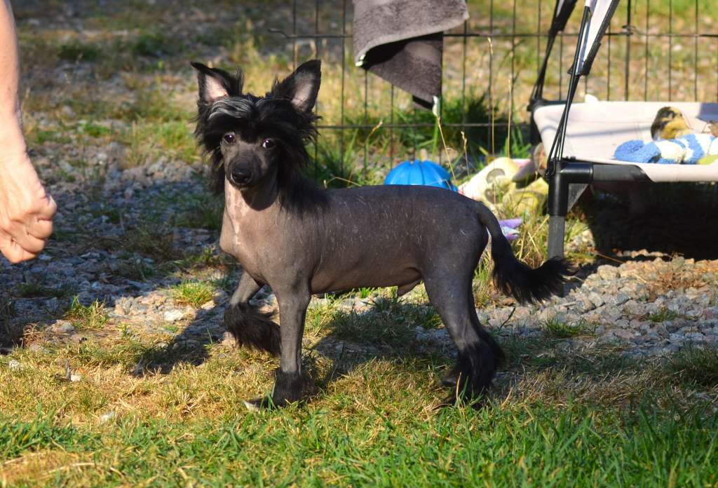 ChinoPata's Wild As A Churro