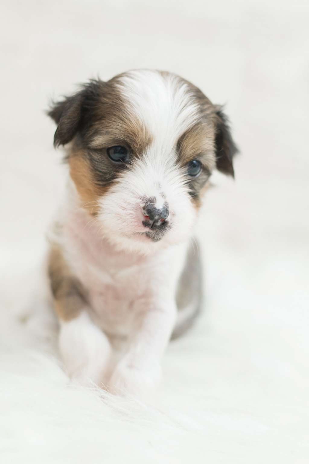 SoulSavers Chaos Leader Palermo