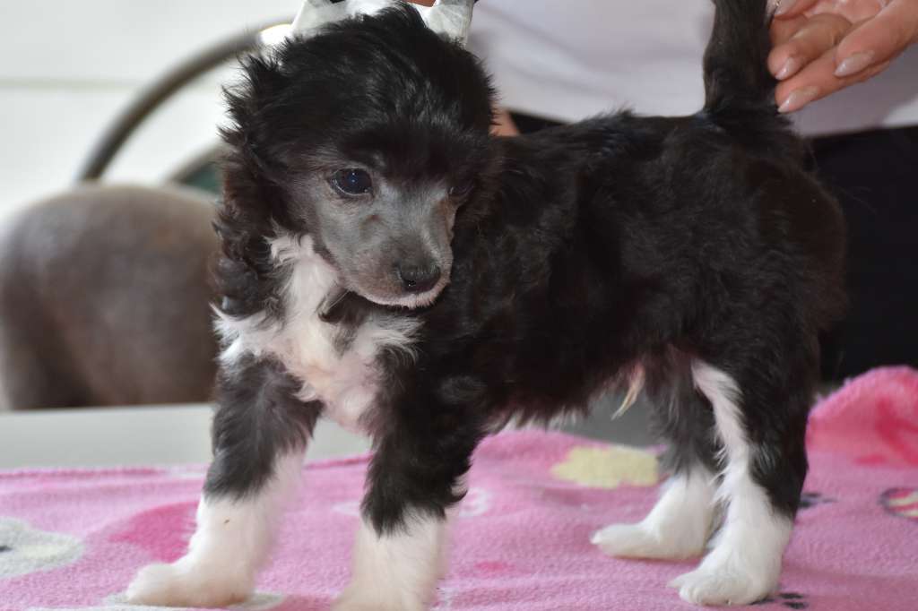 Quaresma of the loving dols