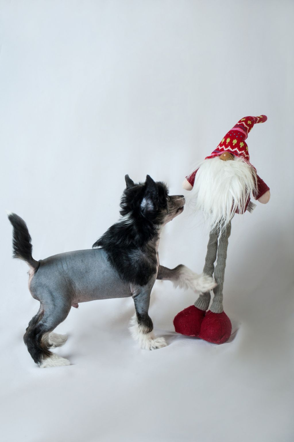 Baltazar Brave Od Sisaku