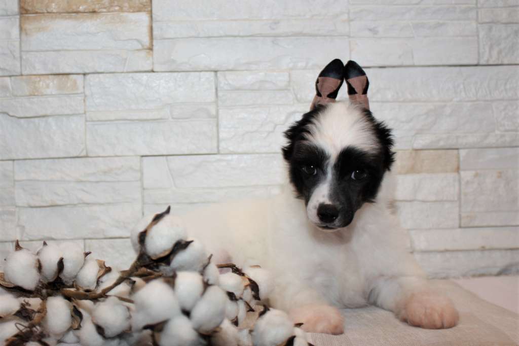 Lorita Star Roskoshnyj Podarok