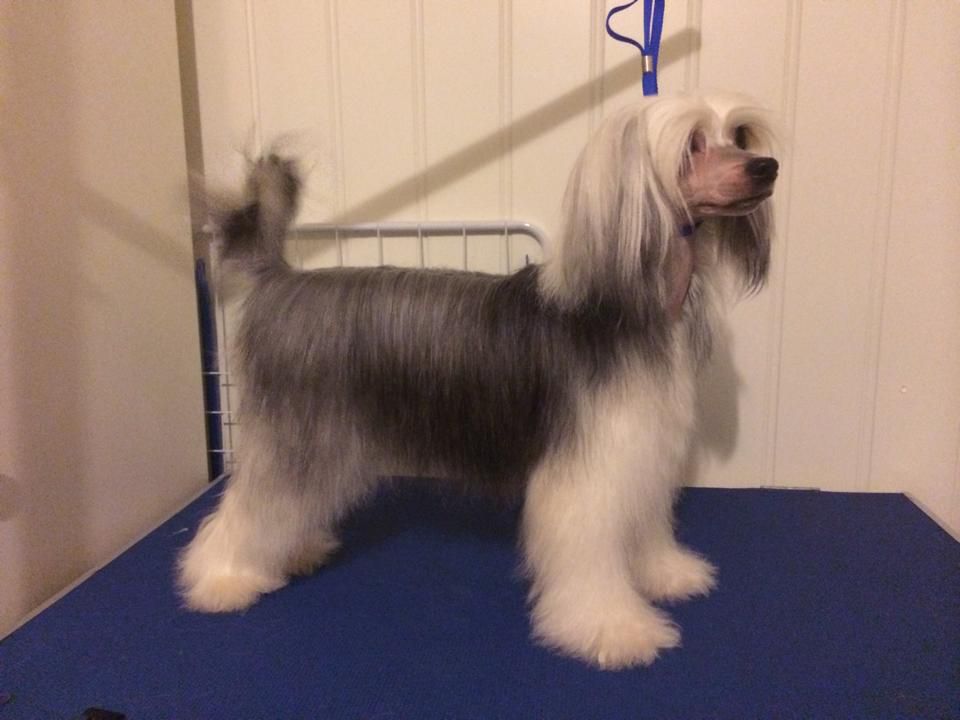 Local Hero's Best Bitch