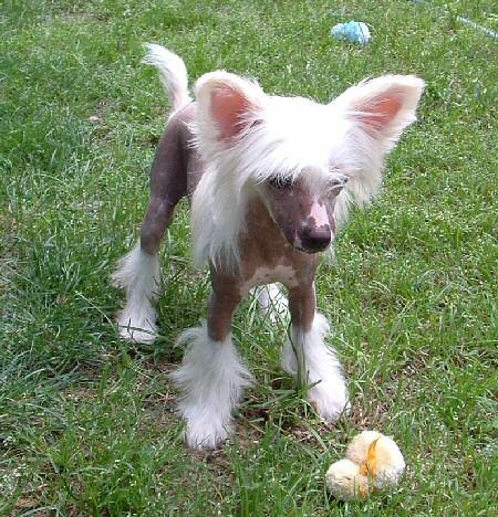 Kai's Angel Of Beauty My Sheikra